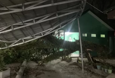 pohon tumbang di ULM